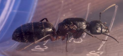 Réf. 325 123 : Camponotus herculeanus